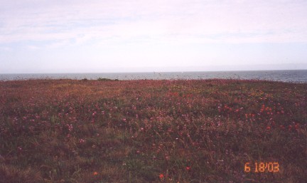 FlowerFields2