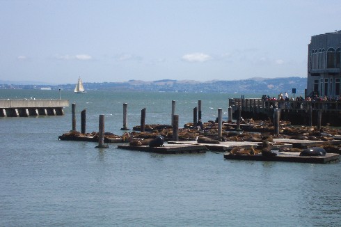 SeaLions2